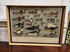4 HUGE 1950's Framed Classroom British Birds Prints. Very Colourful