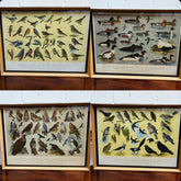4 HUGE 1950's Framed Classroom British Birds Prints. Very Colourful