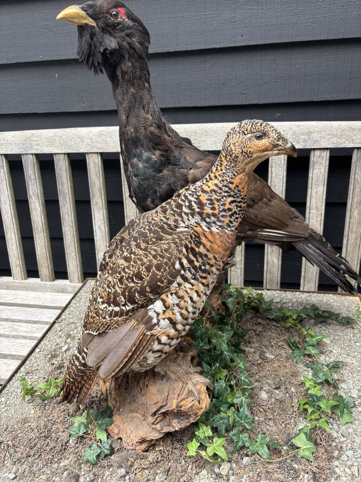 Antique Taxidermy Capercaillie, Large Male & Female Examples On Realistic Base