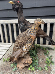 Antique Taxidermy Capercaillie, Large Male & Female Examples On Realistic Base
