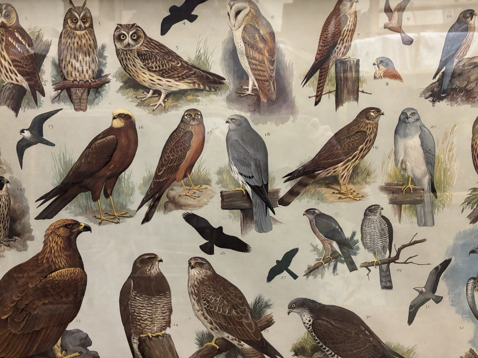 4 HUGE 1950's Framed Classroom British Birds Prints. Very Colourful