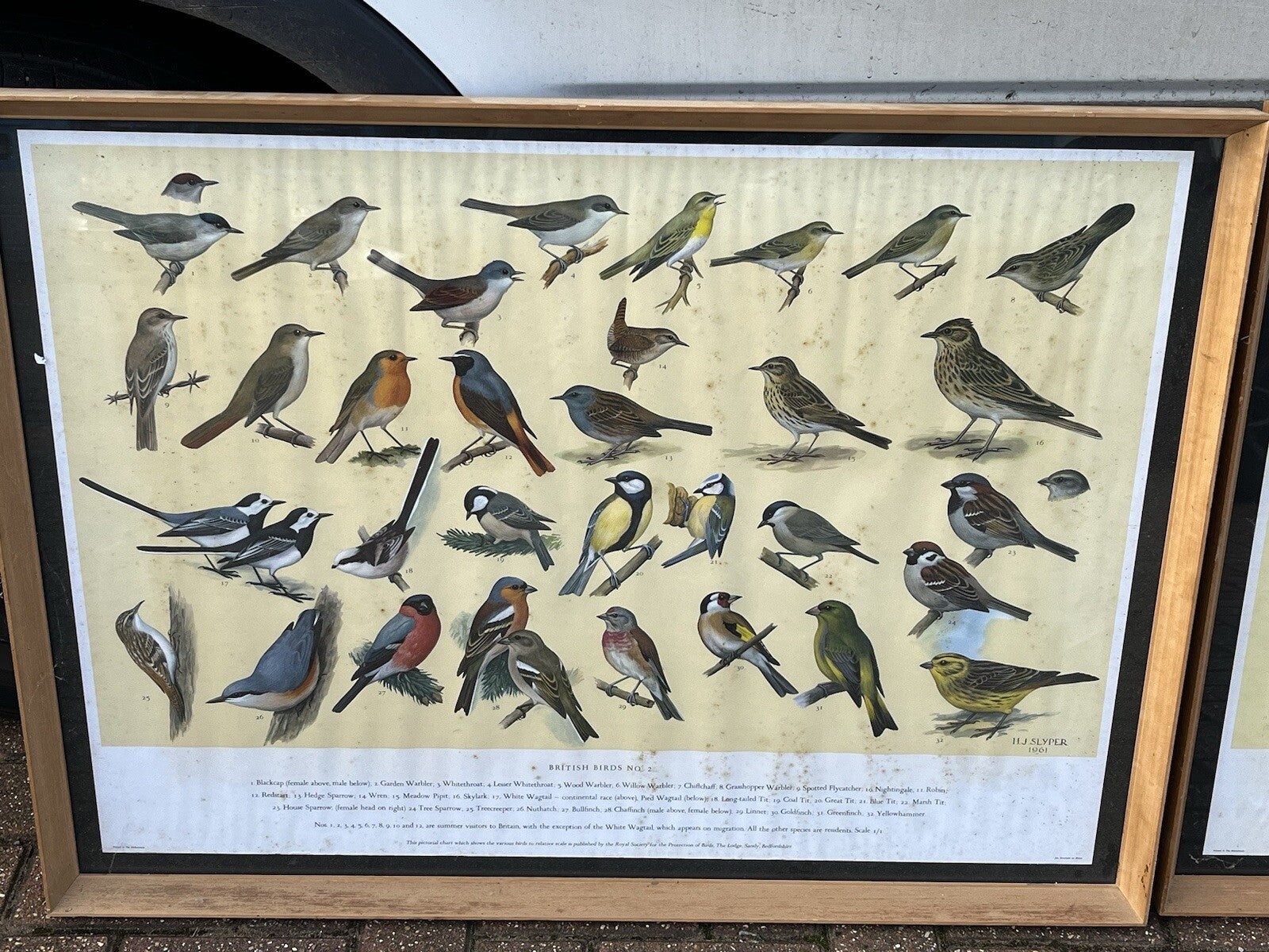 4 HUGE 1950's Framed Classroom British Birds Prints. Very Colourful