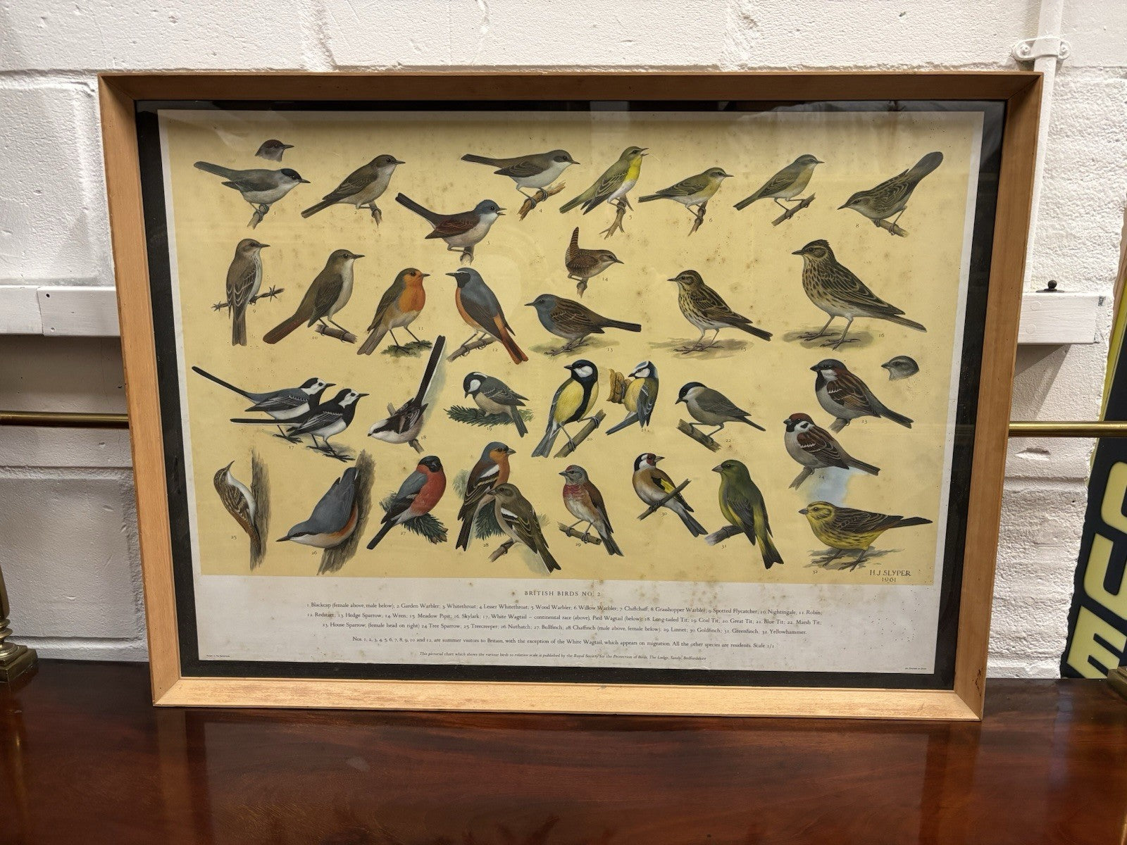 4 HUGE 1950's Framed Classroom British Birds Prints. Very Colourful