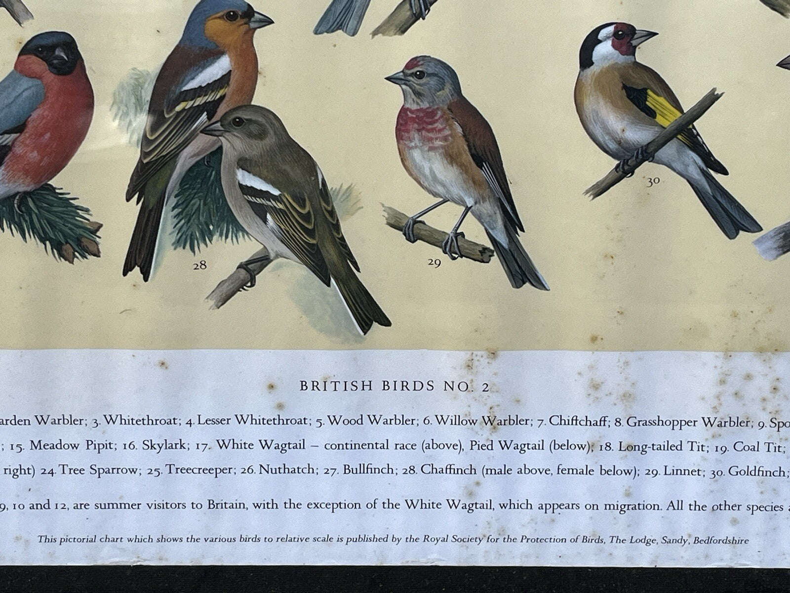 4 HUGE 1950's Framed Classroom British Birds Prints. Very Colourful