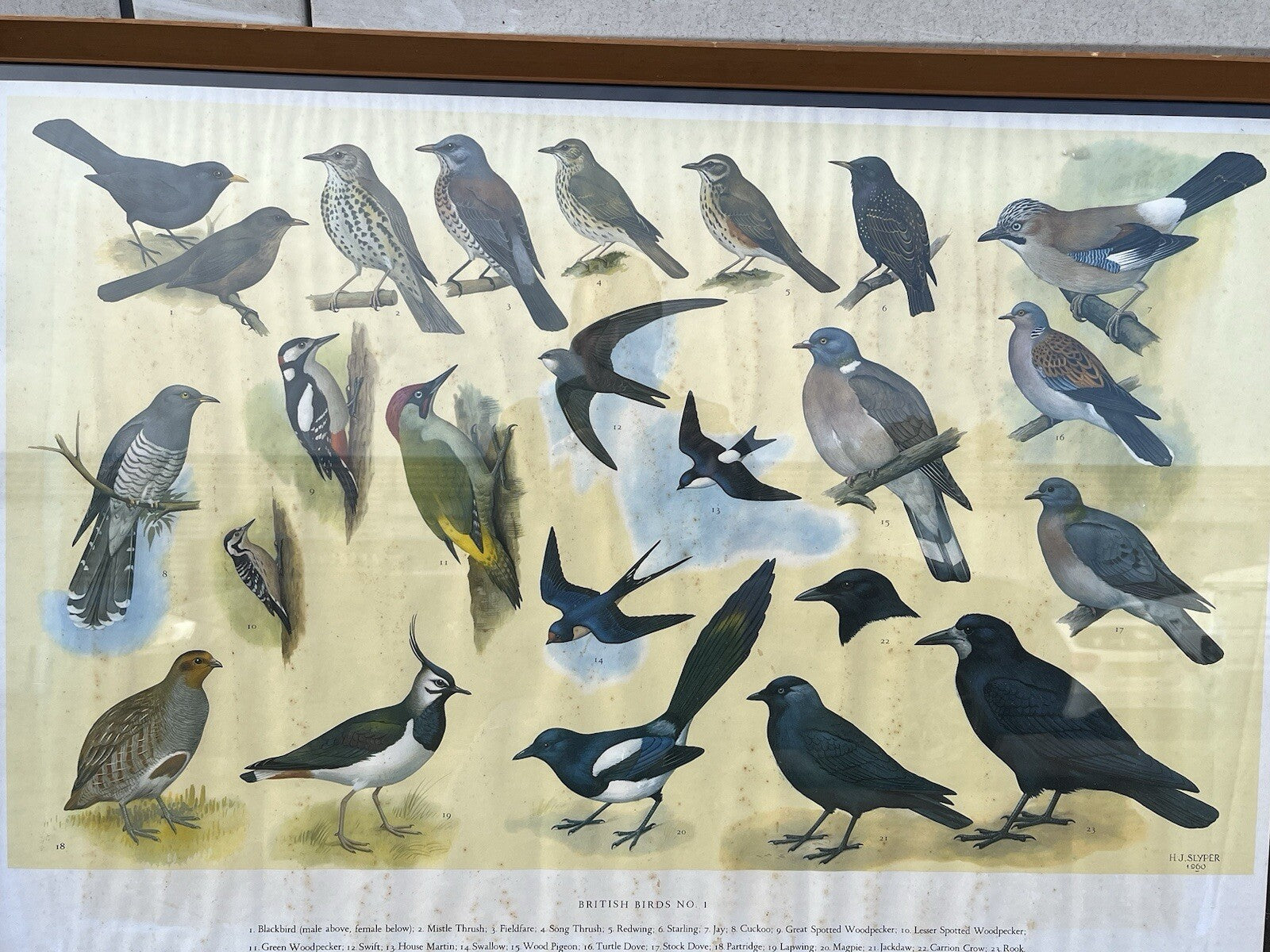 4 HUGE 1950's Framed Classroom British Birds Prints. Very Colourful