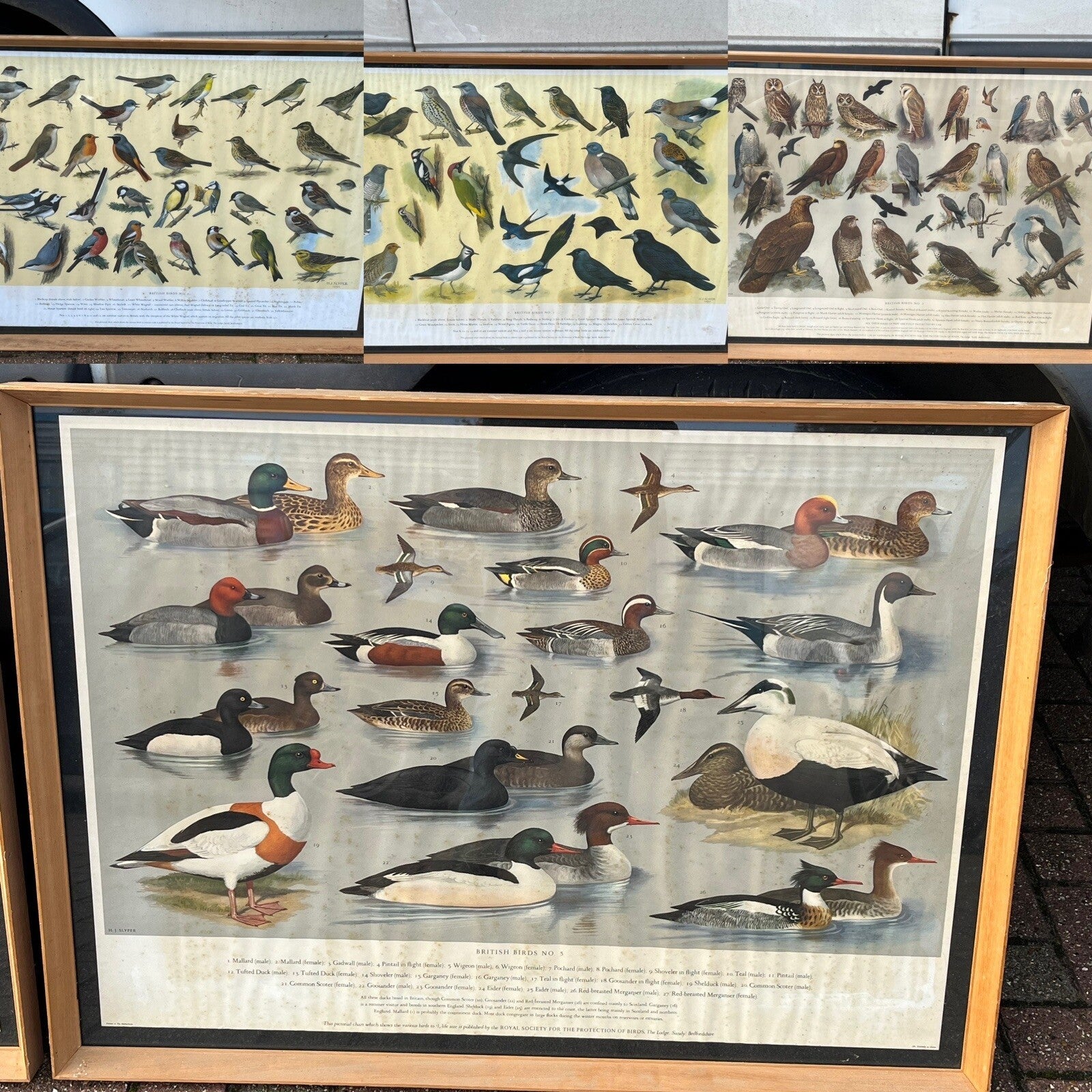 4 HUGE 1950's Framed Classroom British Birds Prints. Very Colourful