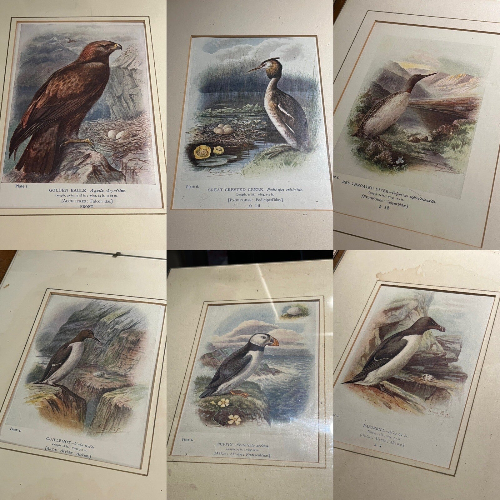 6 Antique Framed Coloured Prints Of Birds