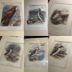 6 Antique Framed Coloured Prints Of Birds