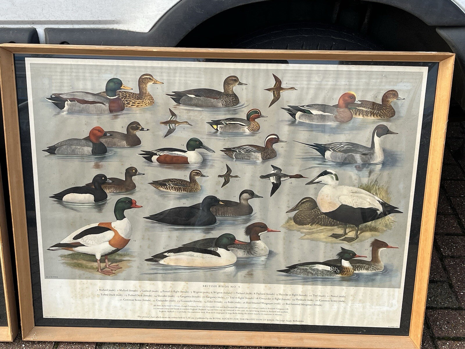 4 HUGE 1950's Framed Classroom British Birds Prints. Very Colourful