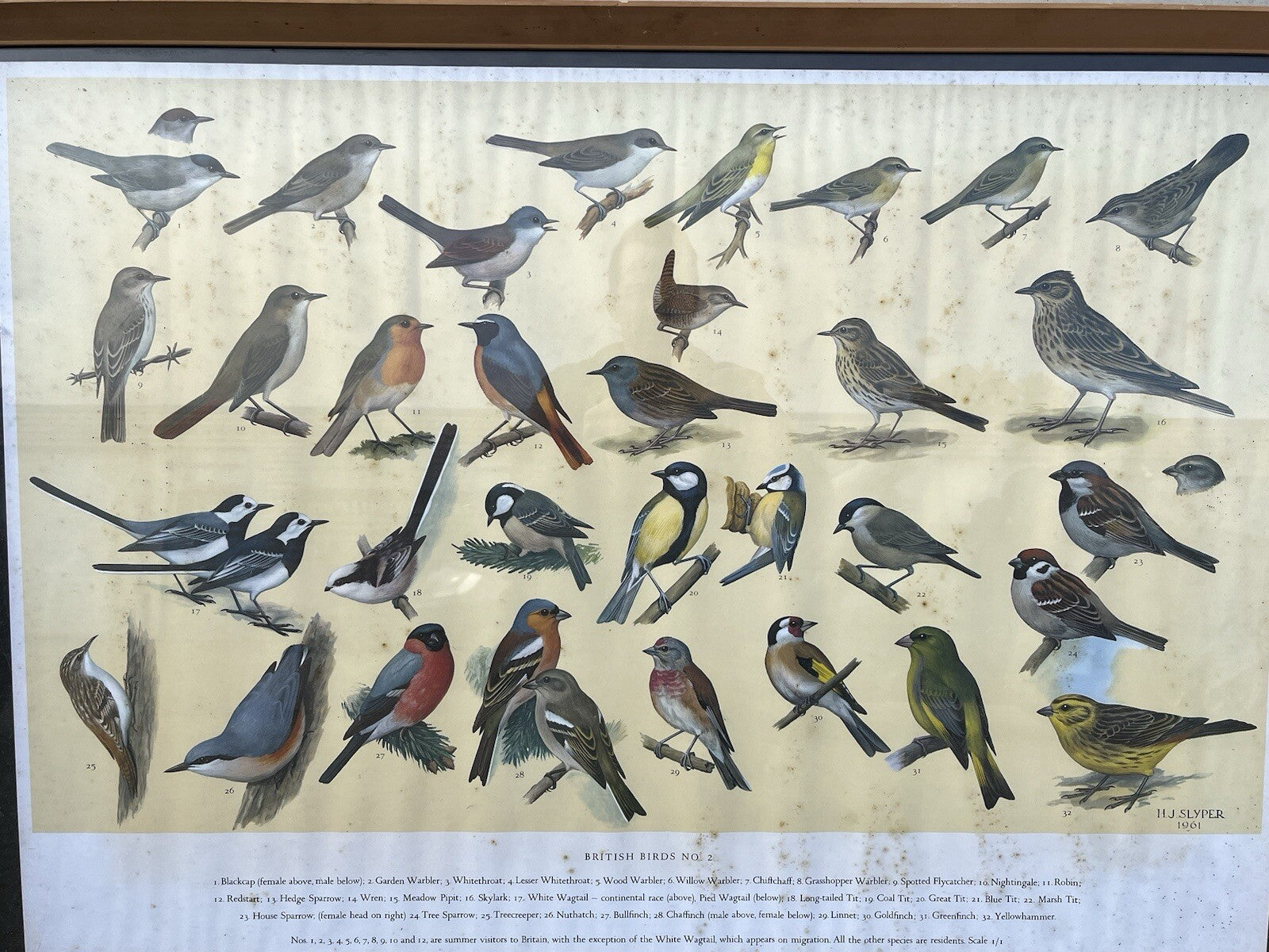 4 HUGE 1950's Framed Classroom British Birds Prints. Very Colourful