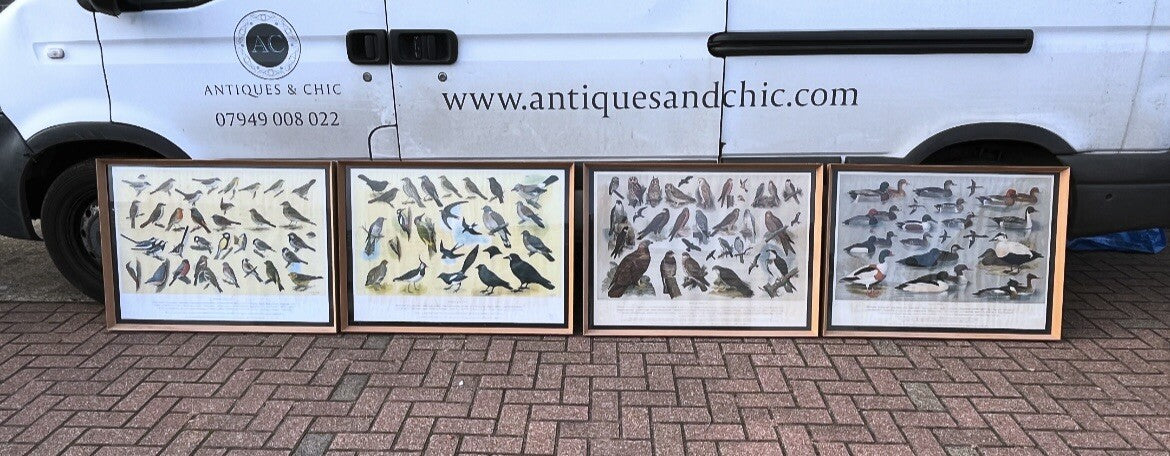 4 HUGE 1950's Framed Classroom British Birds Prints. Very Colourful