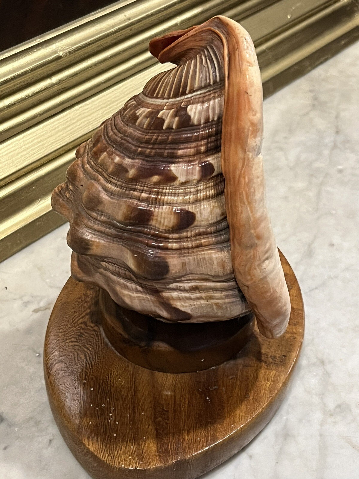 1950's Conch Shell Lamp, Night / Mood Light.