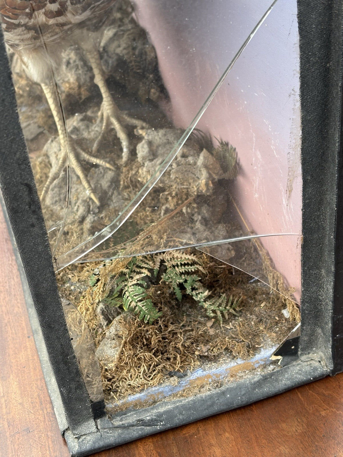 Antique Taxidermy Pheasant In Case