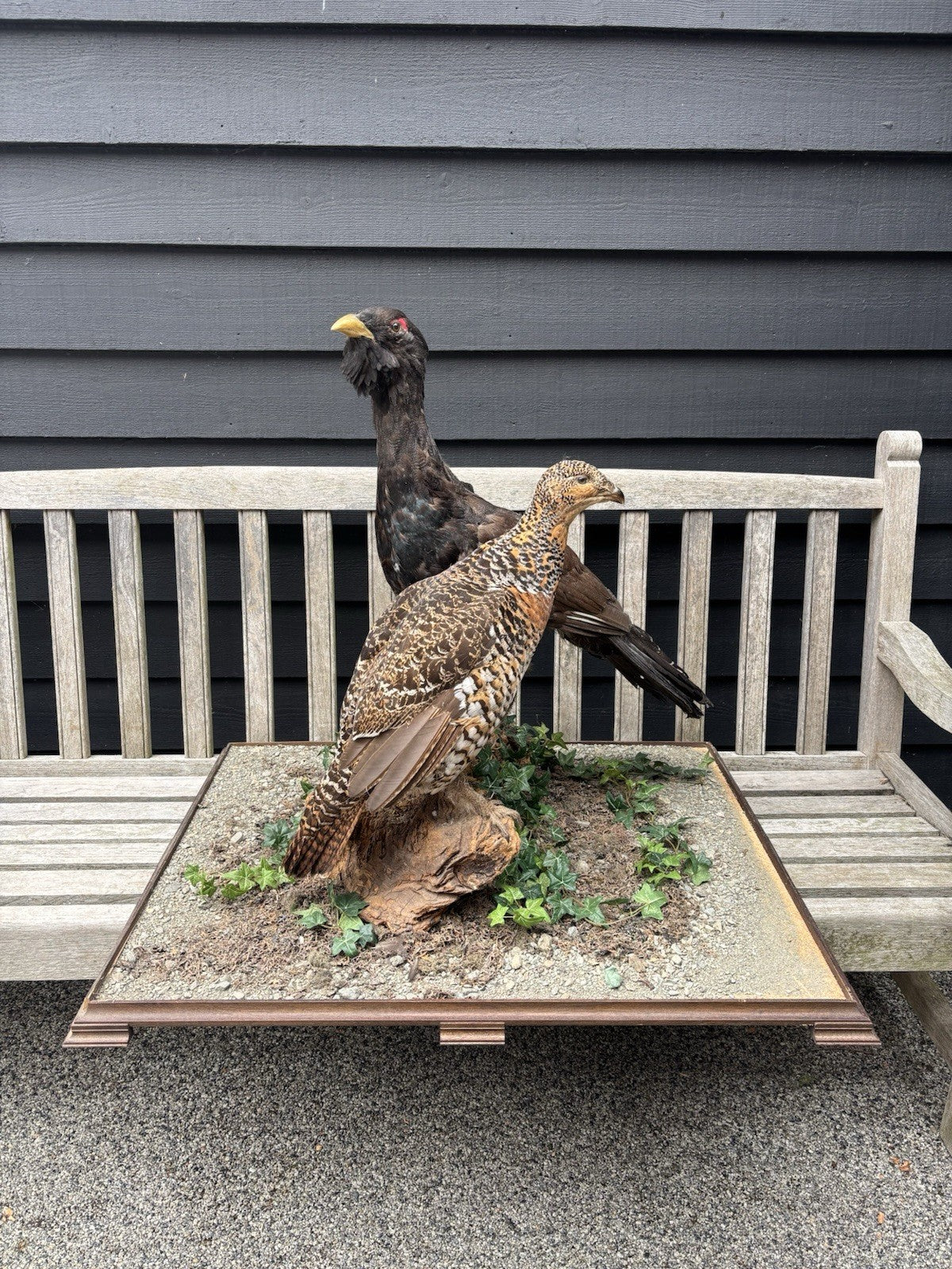 Antique Taxidermy Capercaillie, Large Male & Female Examples On Realistic Base