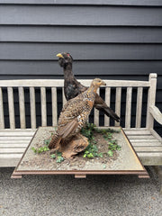 Antique Taxidermy Capercaillie, Large Male & Female Examples On Realistic Base