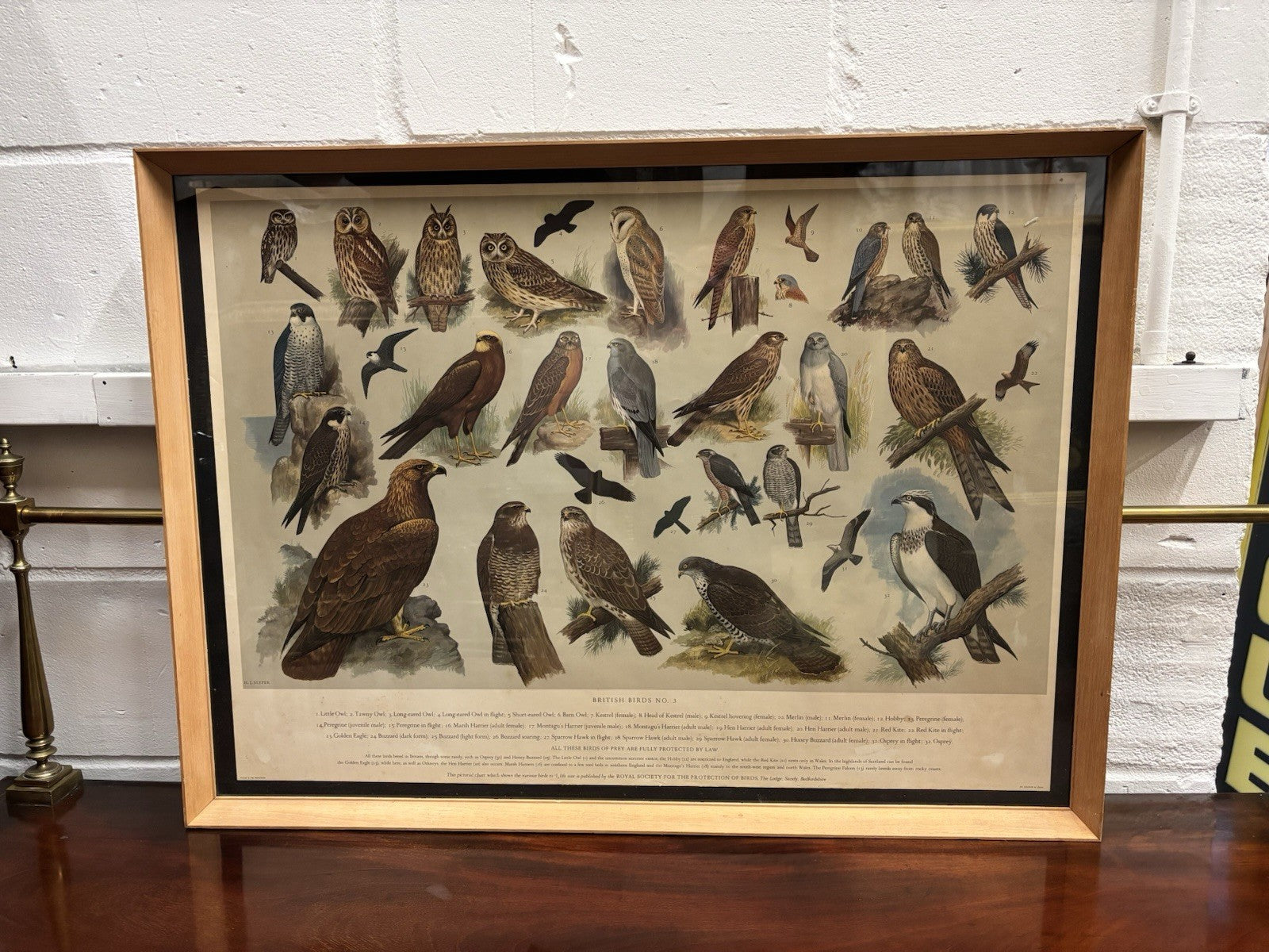 4 HUGE 1950's Framed Classroom British Birds Prints. Very Colourful