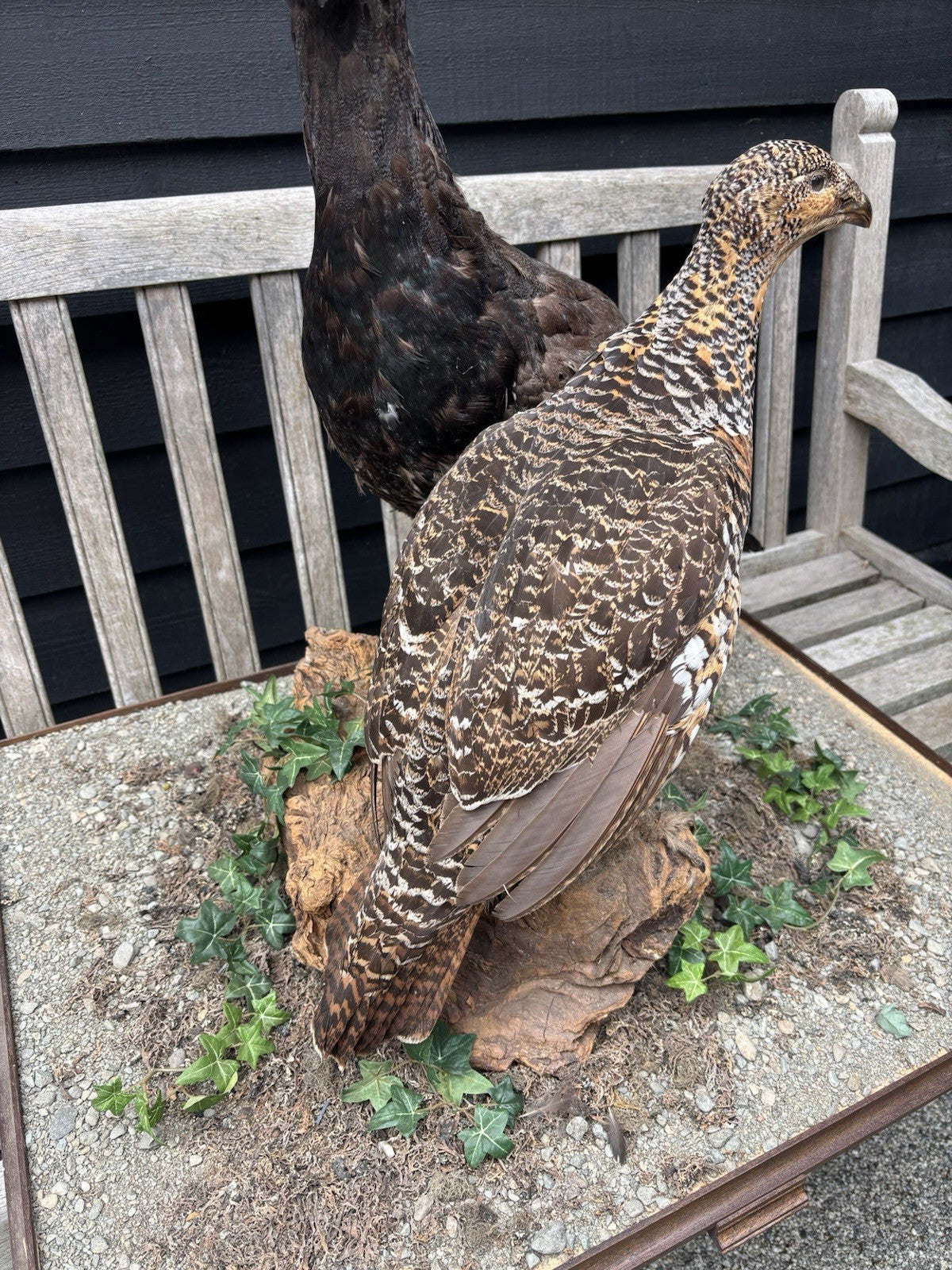 Antique Taxidermy Capercaillie, Large Male & Female Examples On Realistic Base