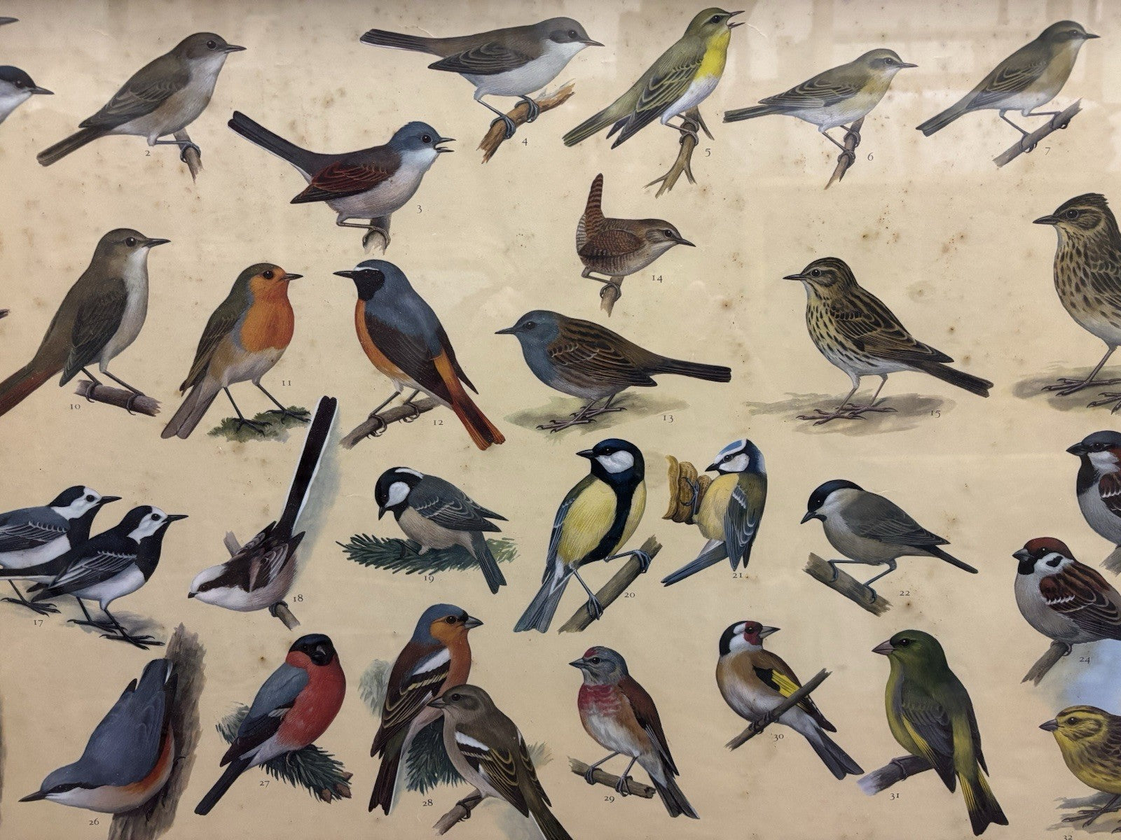 4 HUGE 1950's Framed Classroom British Birds Prints. Very Colourful