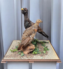 Antique Taxidermy Capercaillie, Large Male & Female Examples On Realistic Base