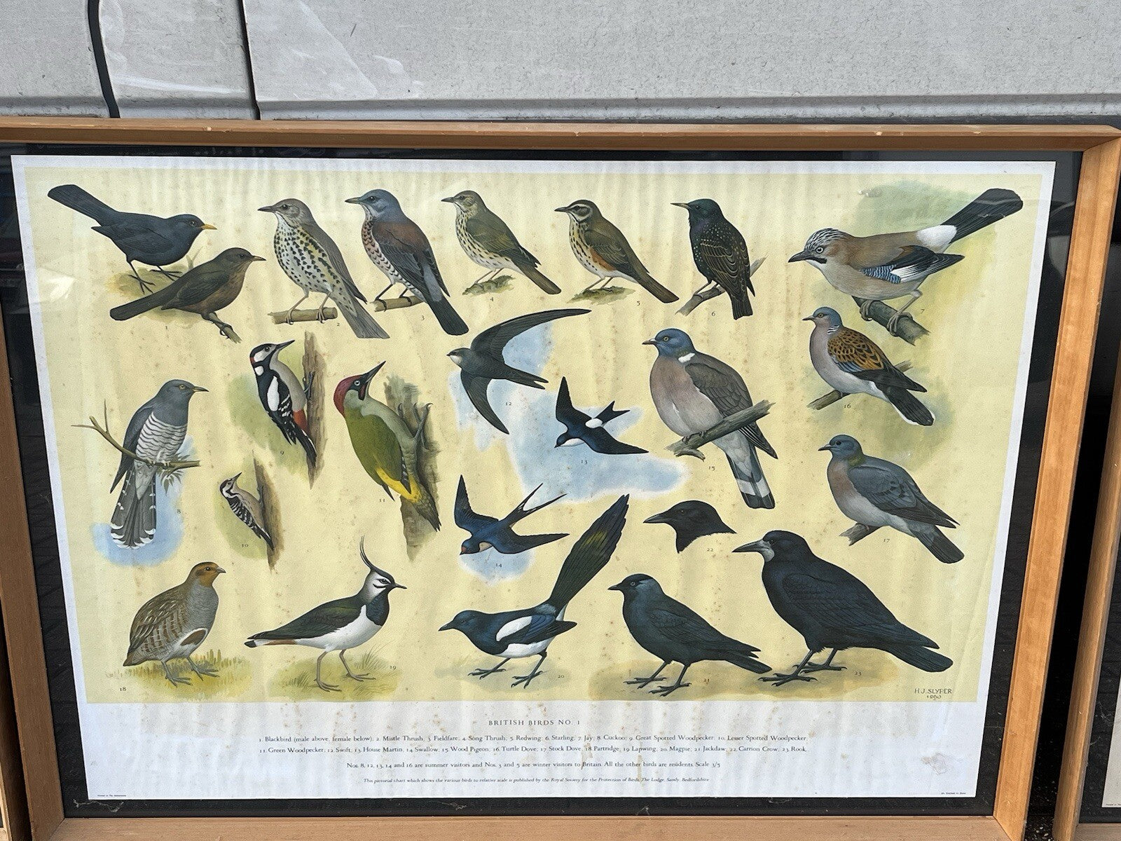 4 HUGE 1950's Framed Classroom British Birds Prints. Very Colourful