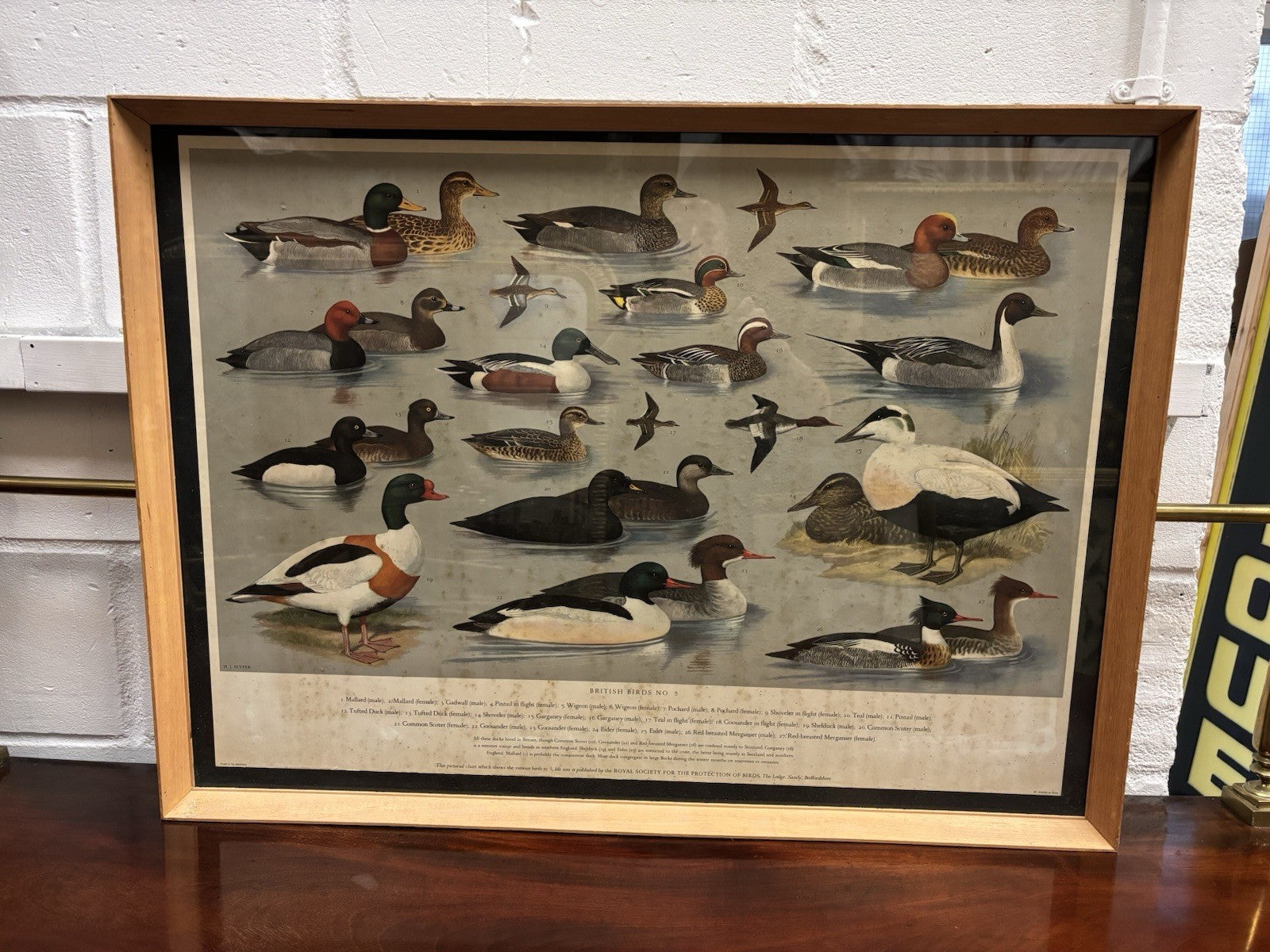 4 HUGE 1950's Framed Classroom British Birds Prints. Very Colourful