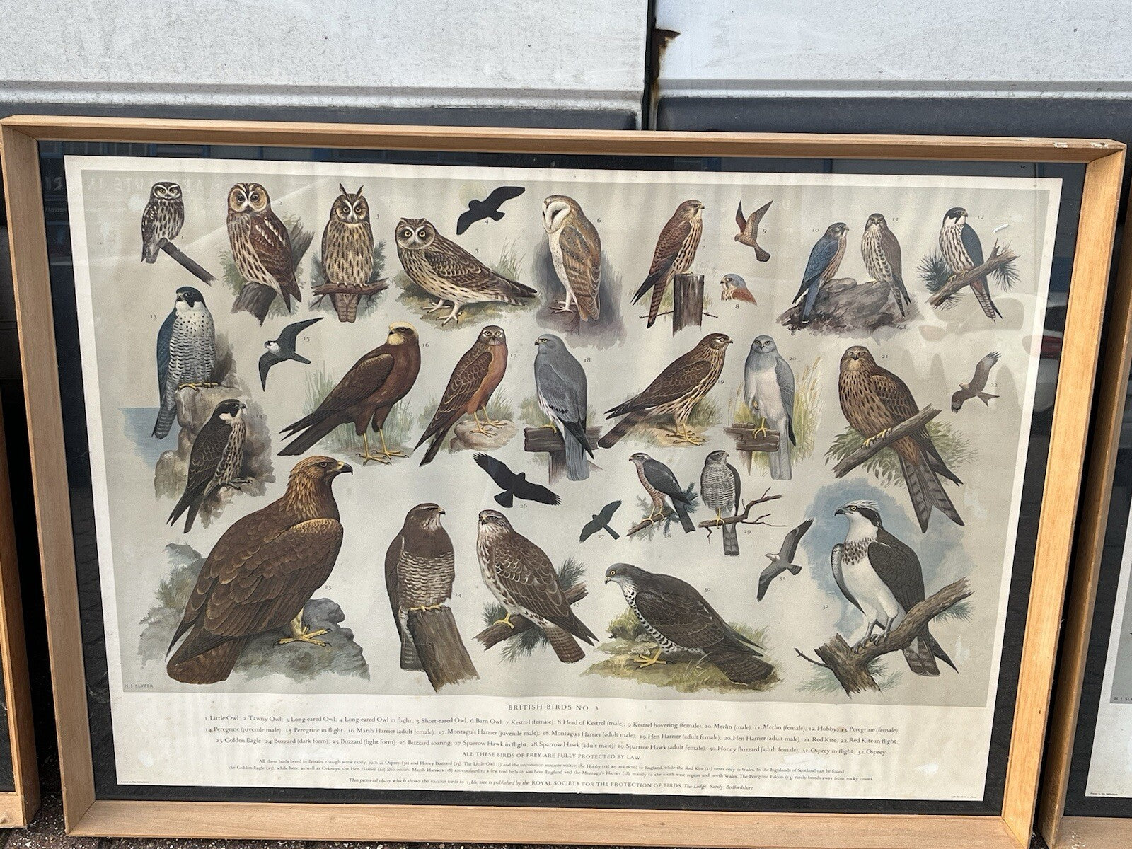 4 HUGE 1950's Framed Classroom British Birds Prints. Very Colourful