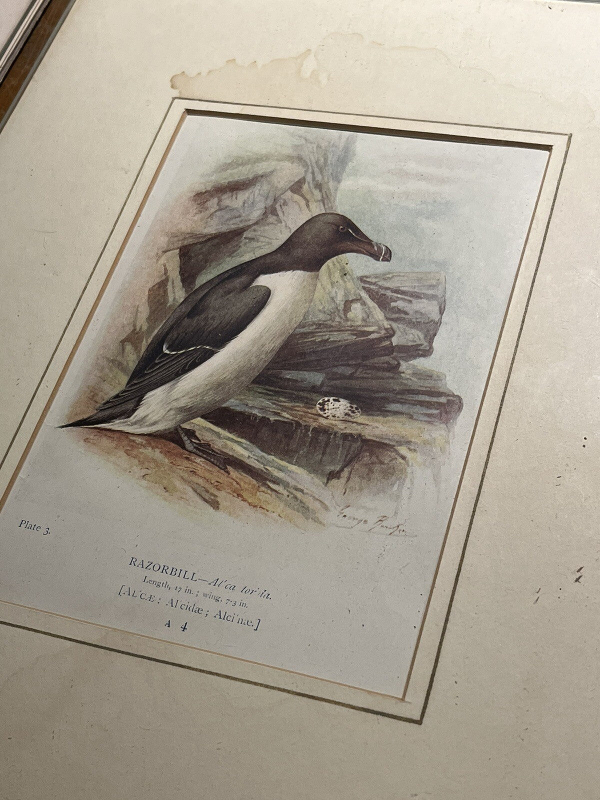 6 Antique Framed Coloured Prints Of Birds