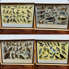 4 HUGE 1950's Framed Classroom British Birds Prints. Very Colourful