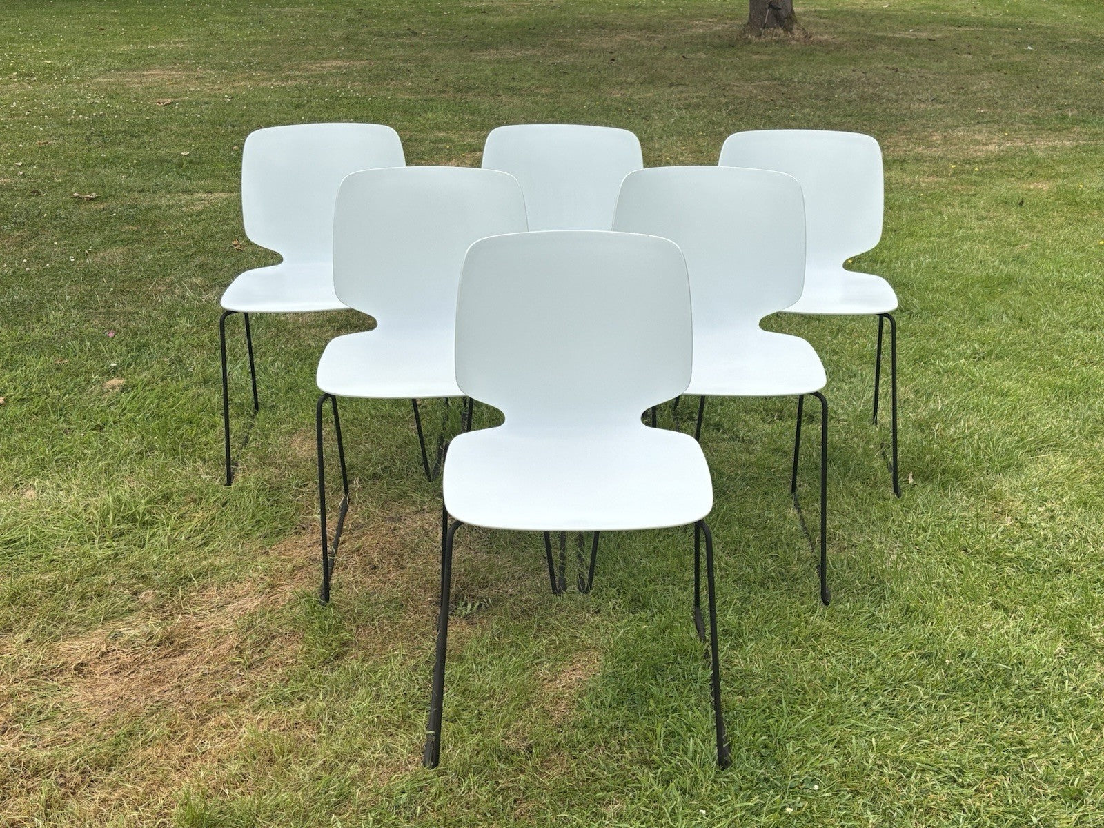 6  Pedrali - Babila Dining Chairs.