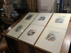 6 Antique Framed Coloured Prints Of Birds