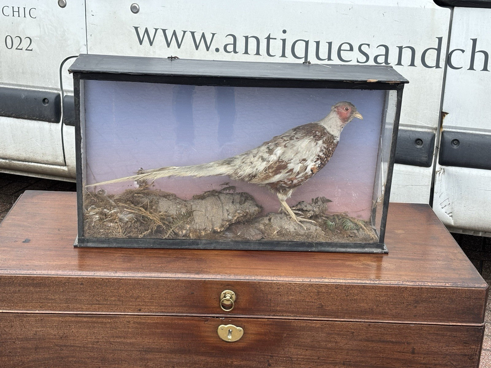 Antique Taxidermy Pheasant In Case