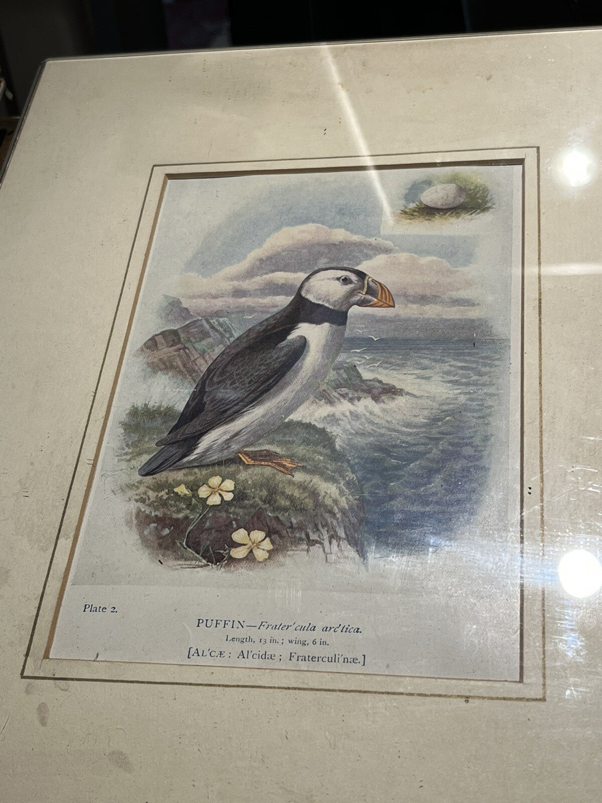 6 Antique Framed Coloured Prints Of Birds