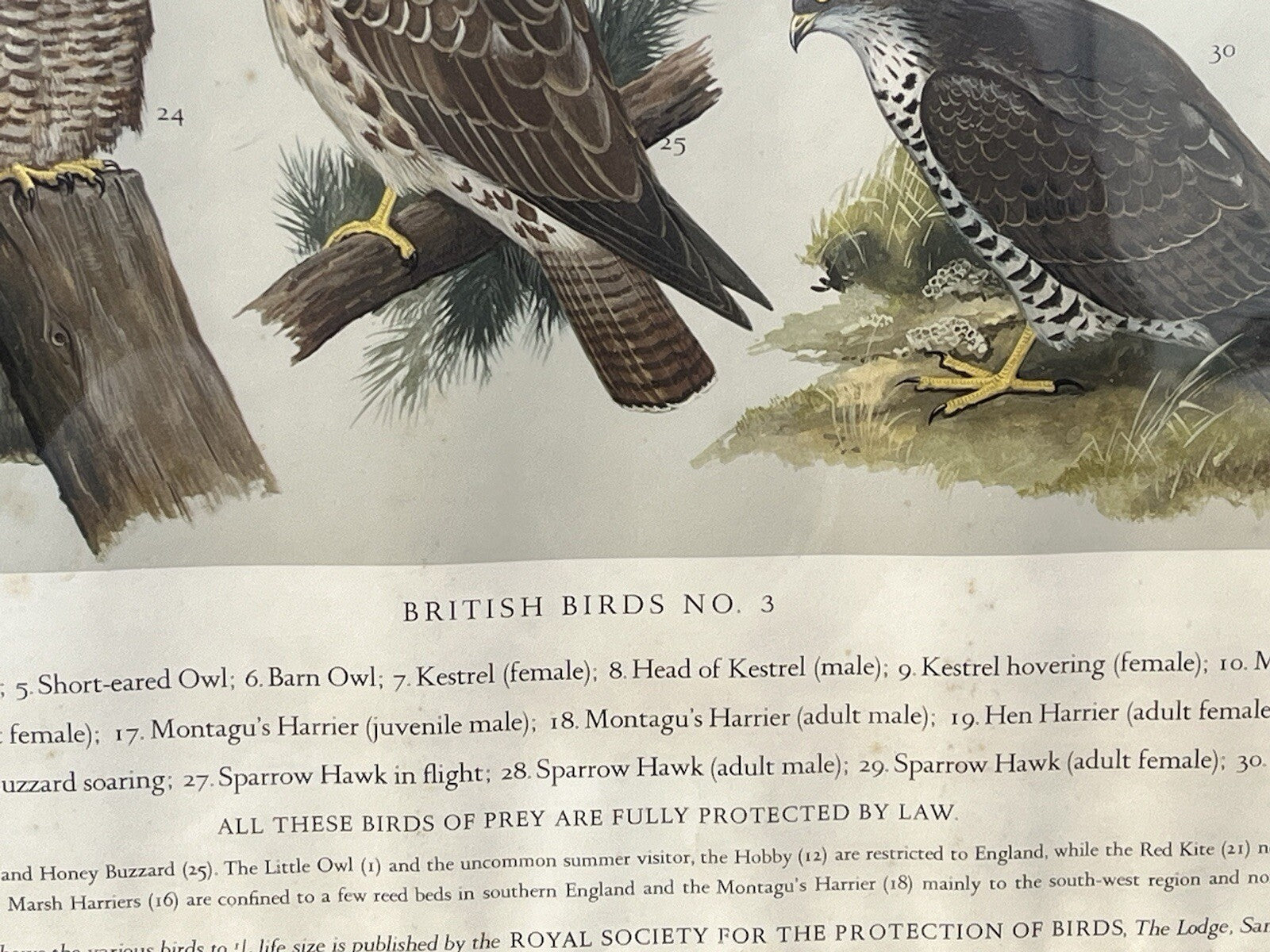 4 HUGE 1950's Framed Classroom British Birds Prints. Very Colourful