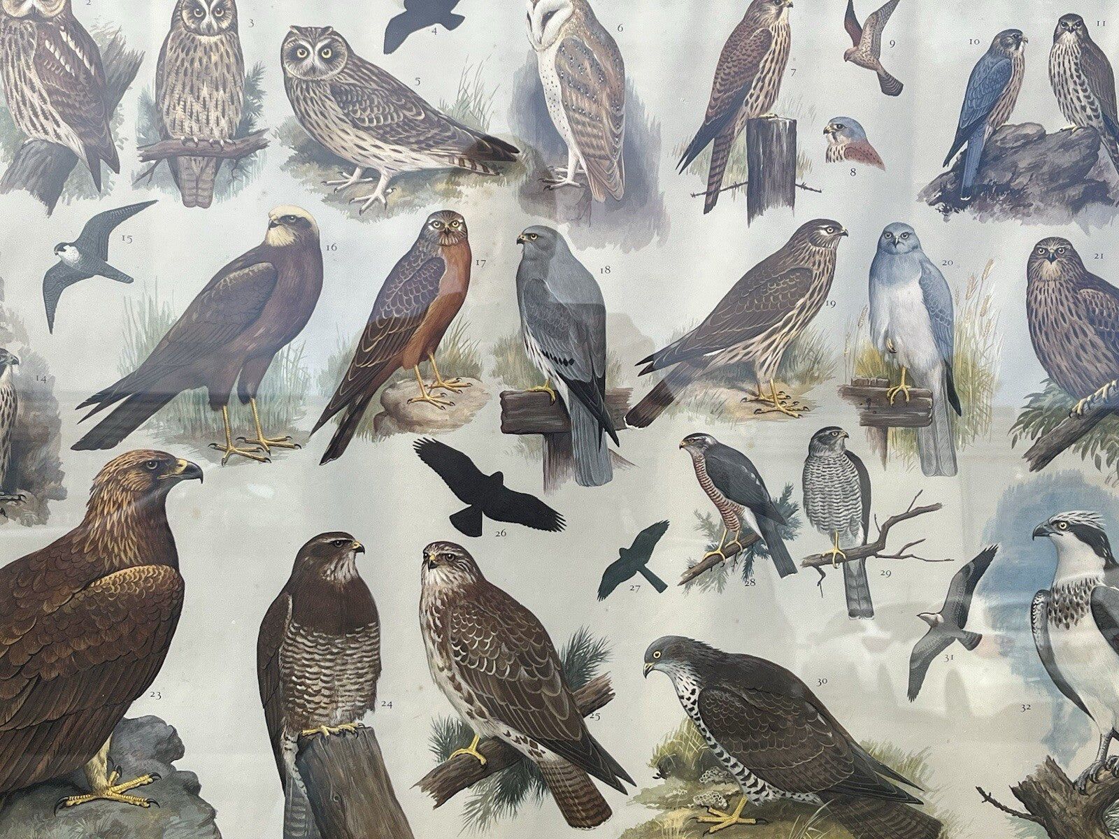 4 HUGE 1950's Framed Classroom British Birds Prints. Very Colourful