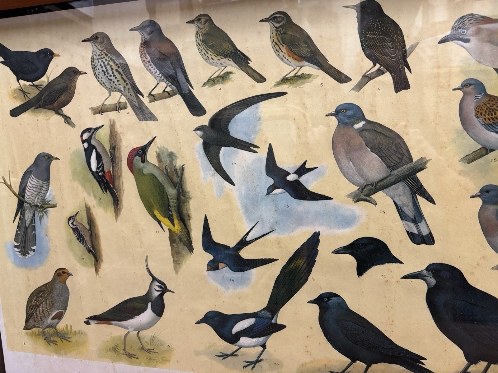 4 HUGE 1950's Framed Classroom British Birds Prints. Very Colourful