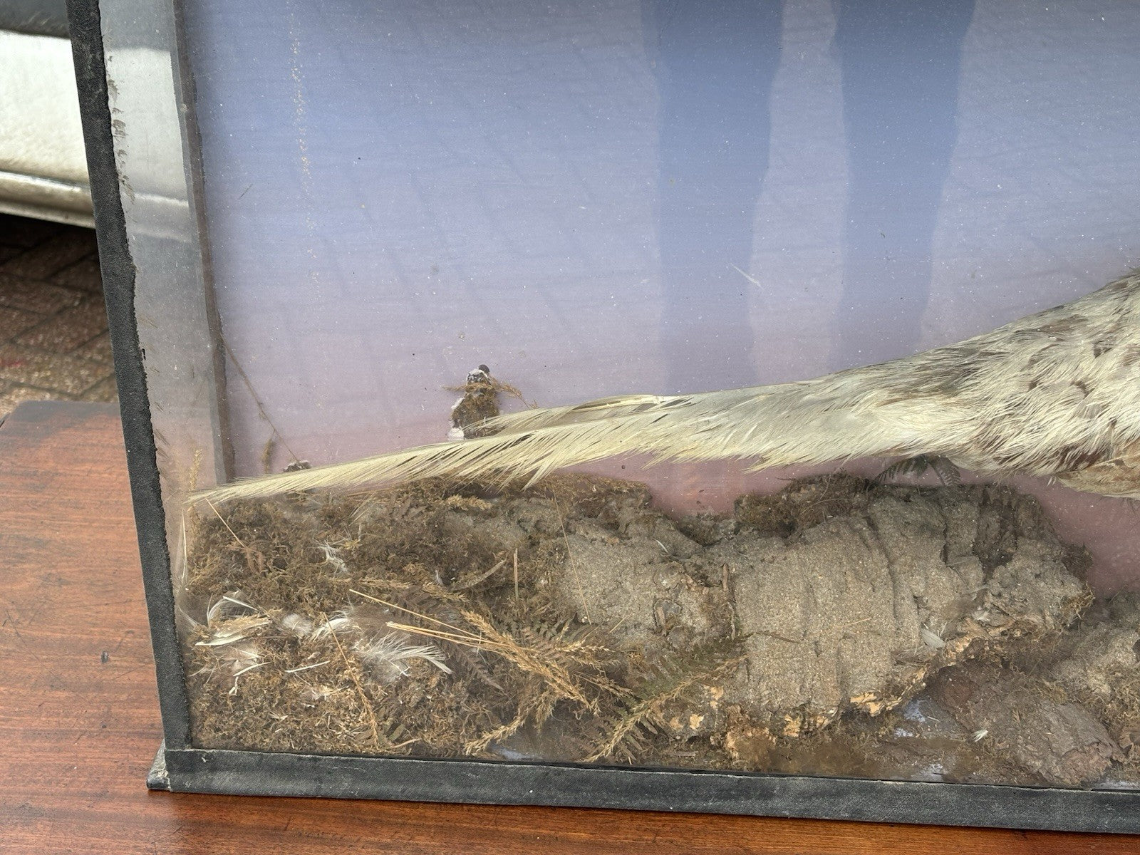 Antique Taxidermy Pheasant In Case