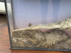 Antique Taxidermy Pheasant In Case