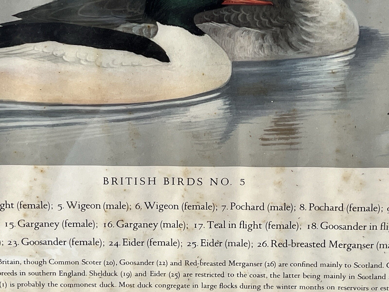 4 HUGE 1950's Framed Classroom British Birds Prints. Very Colourful