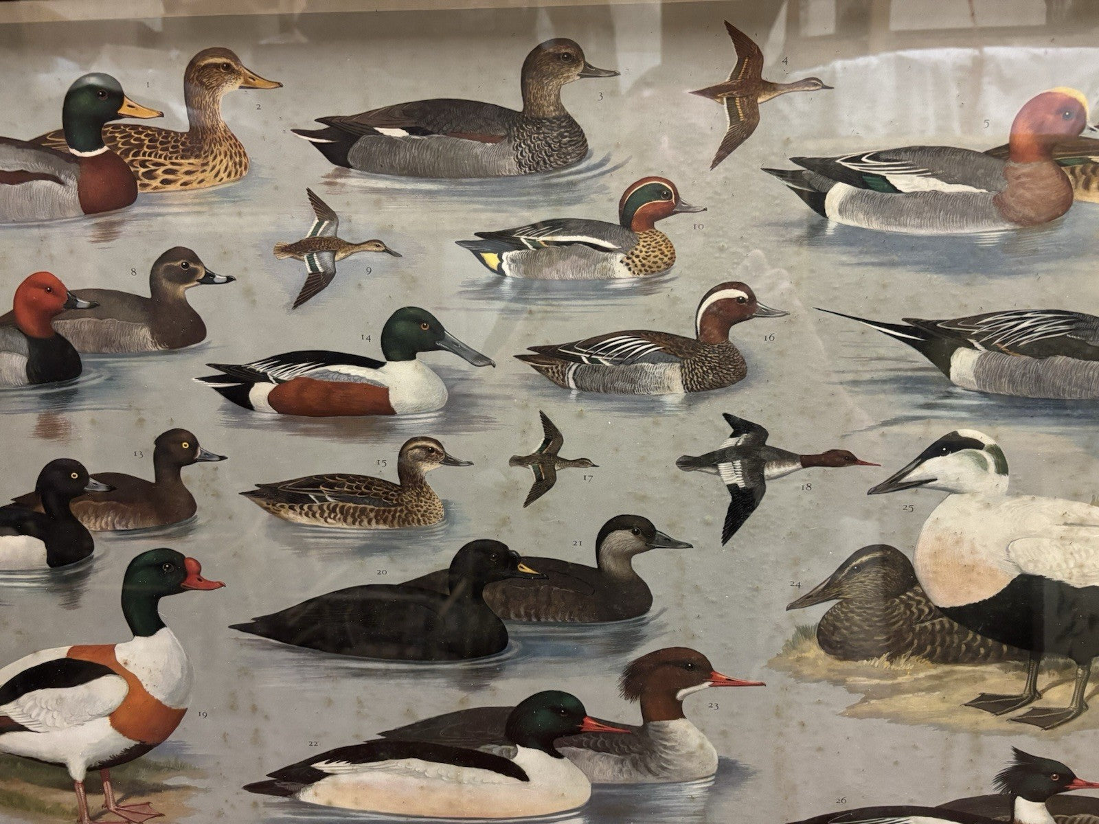 4 HUGE 1950's Framed Classroom British Birds Prints. Very Colourful