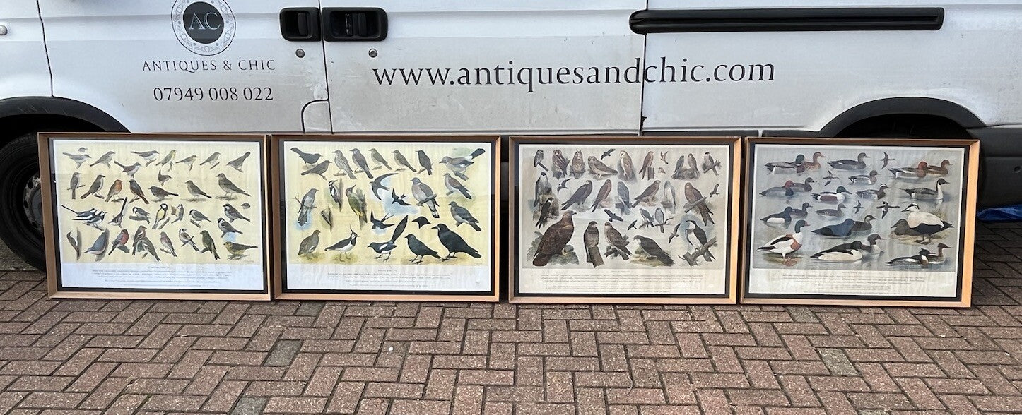 4 HUGE 1950's Framed Classroom British Birds Prints. Very Colourful