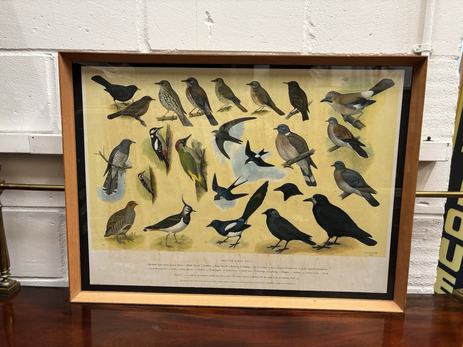 4 HUGE 1950's Framed Classroom British Birds Prints. Very Colourful