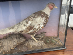 Antique Taxidermy Pheasant In Case